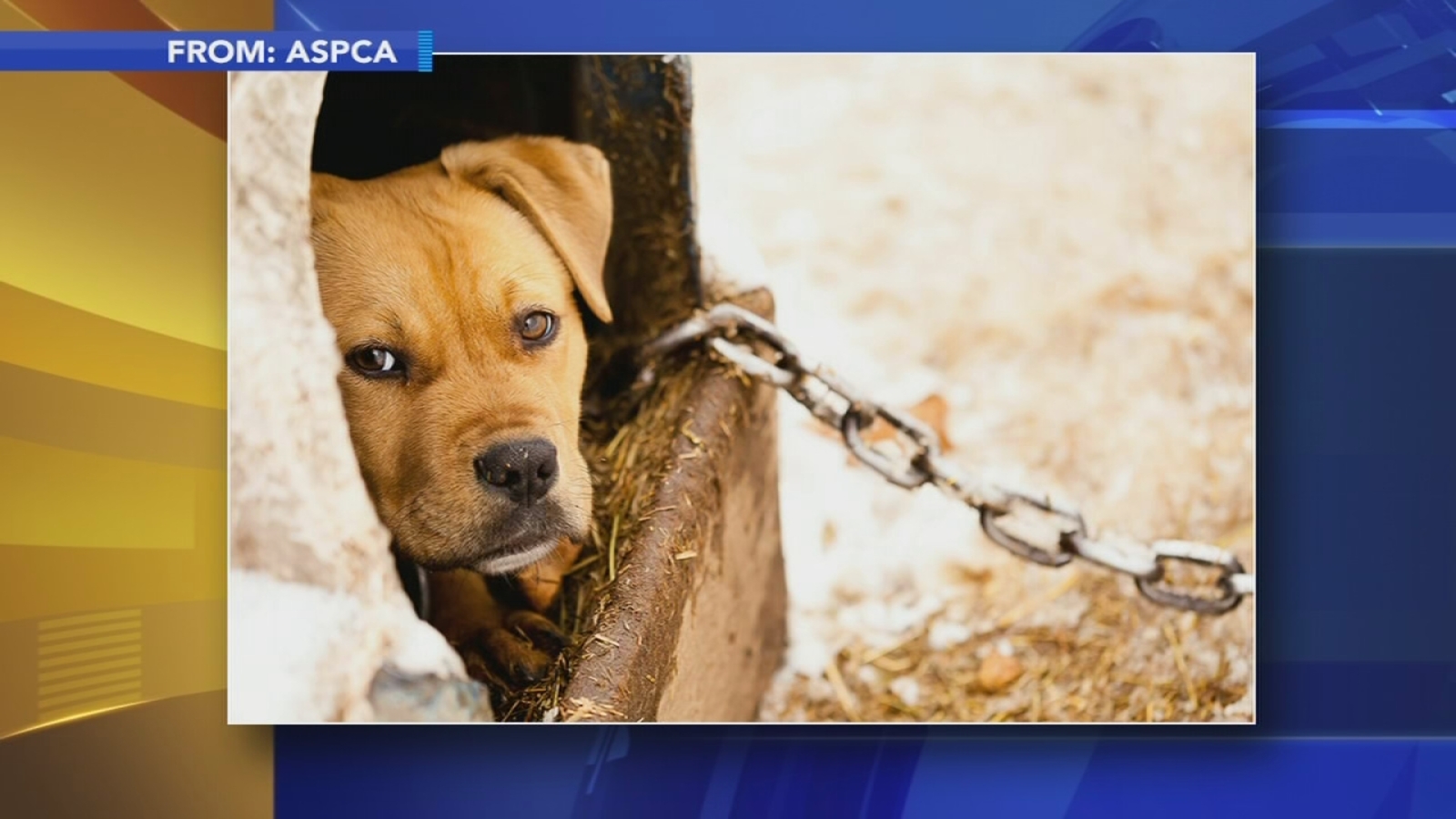 Effort to inform, enforce Pa.'s new law on tethering dogs 6abc