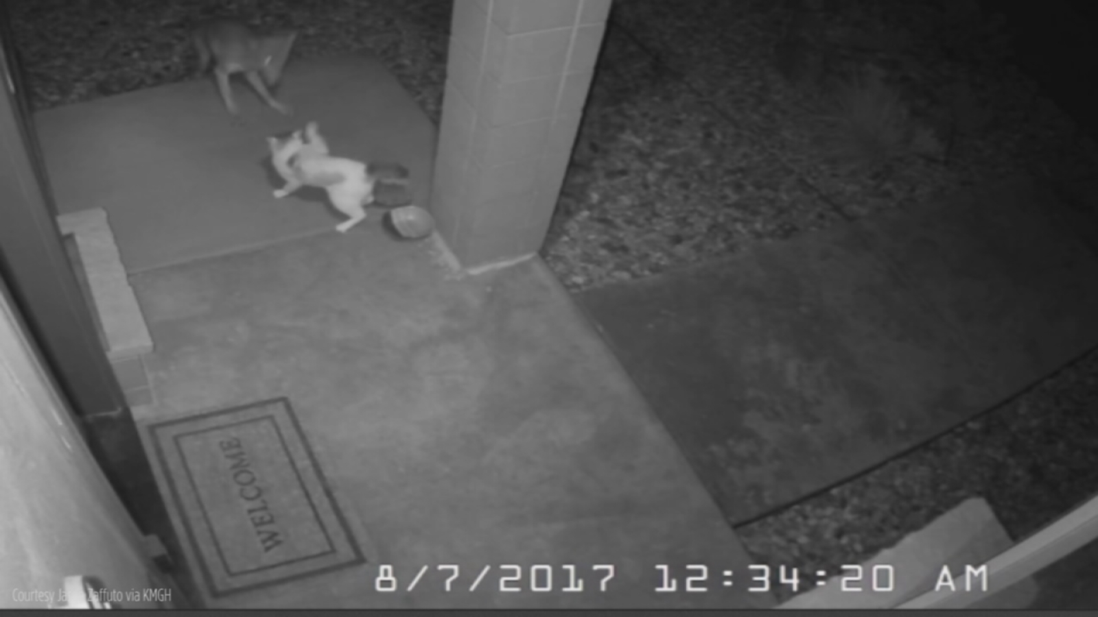 Home camera captures dramatic encounter between cat, coyote ABC7 New York
