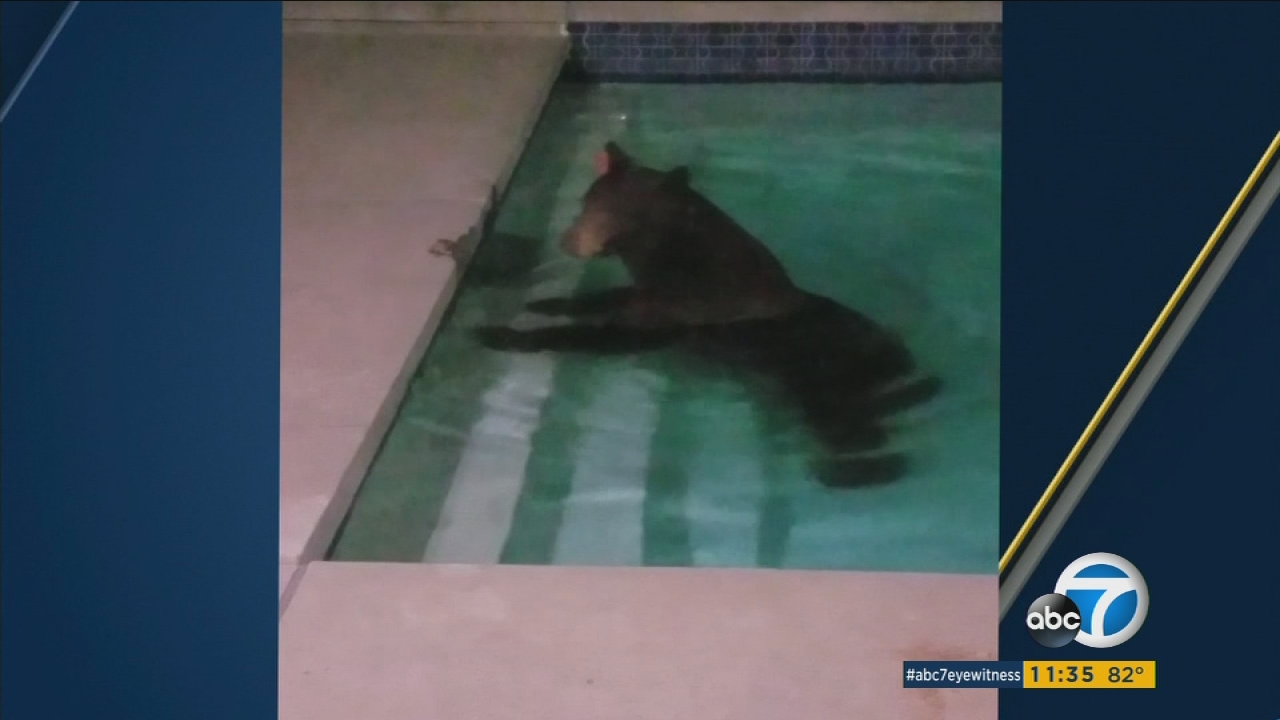 Bear hangs out in Granada Hills pool