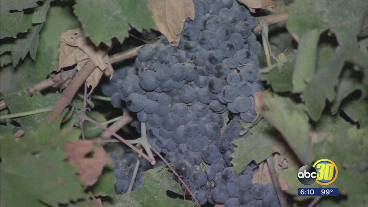 Valley wineries celebrating beginning of grape harvest