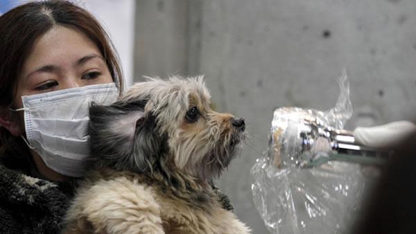 A woman holds her dog as they are scanned for radiation at a temporary scanning center for residents living close to the quake-damaged Fukushima Dai-ichi nuclear power plant Wednesday, March 16, 2011, in Koriyama, Fukushima Prefecture, Japan. (AP Photo/Gregory Bull)