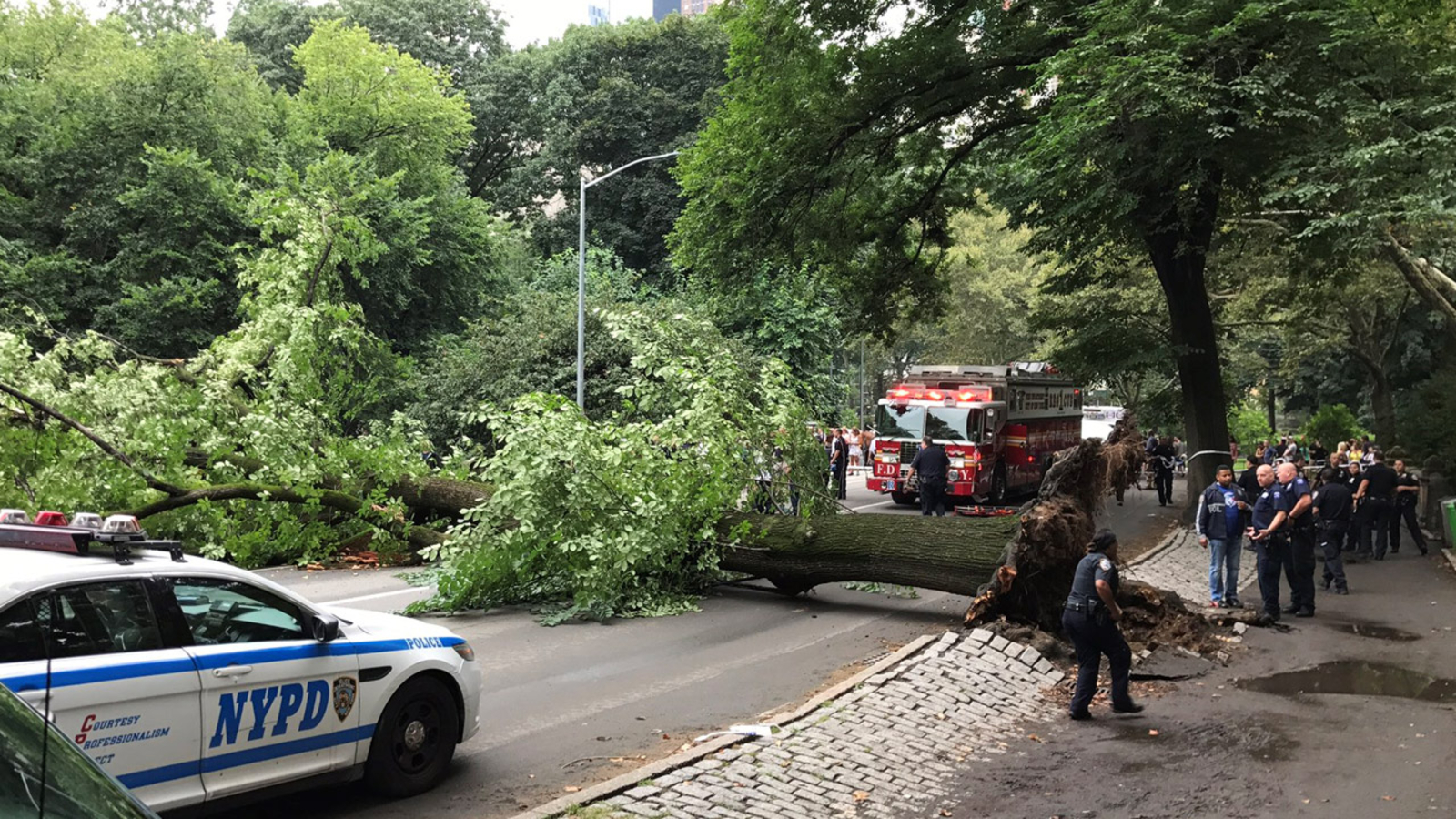 Tree falls on woman, kids in Central Park ABC7 San Francisco