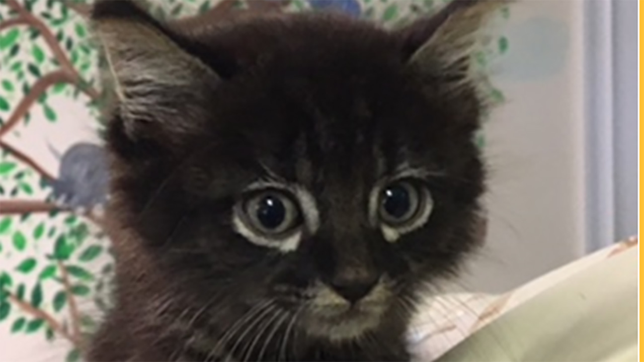 Kitten trapped inside car survives 90-mile ride on Long Island