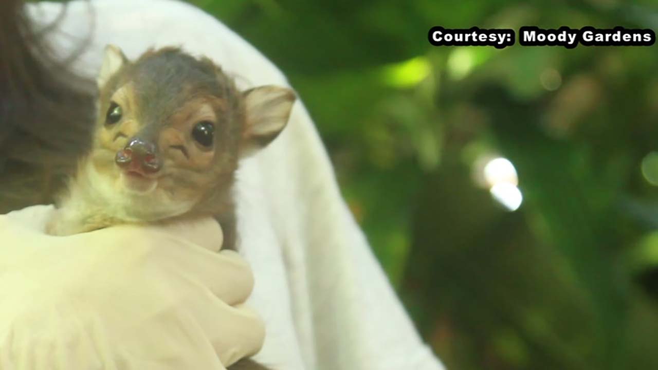 Moody Gardens welcomes new animals to the Rainforest Pyramid