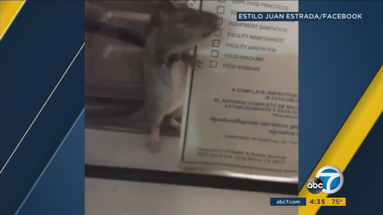 Video of rat inside Long Beach Tommy's Burgers sparks concern