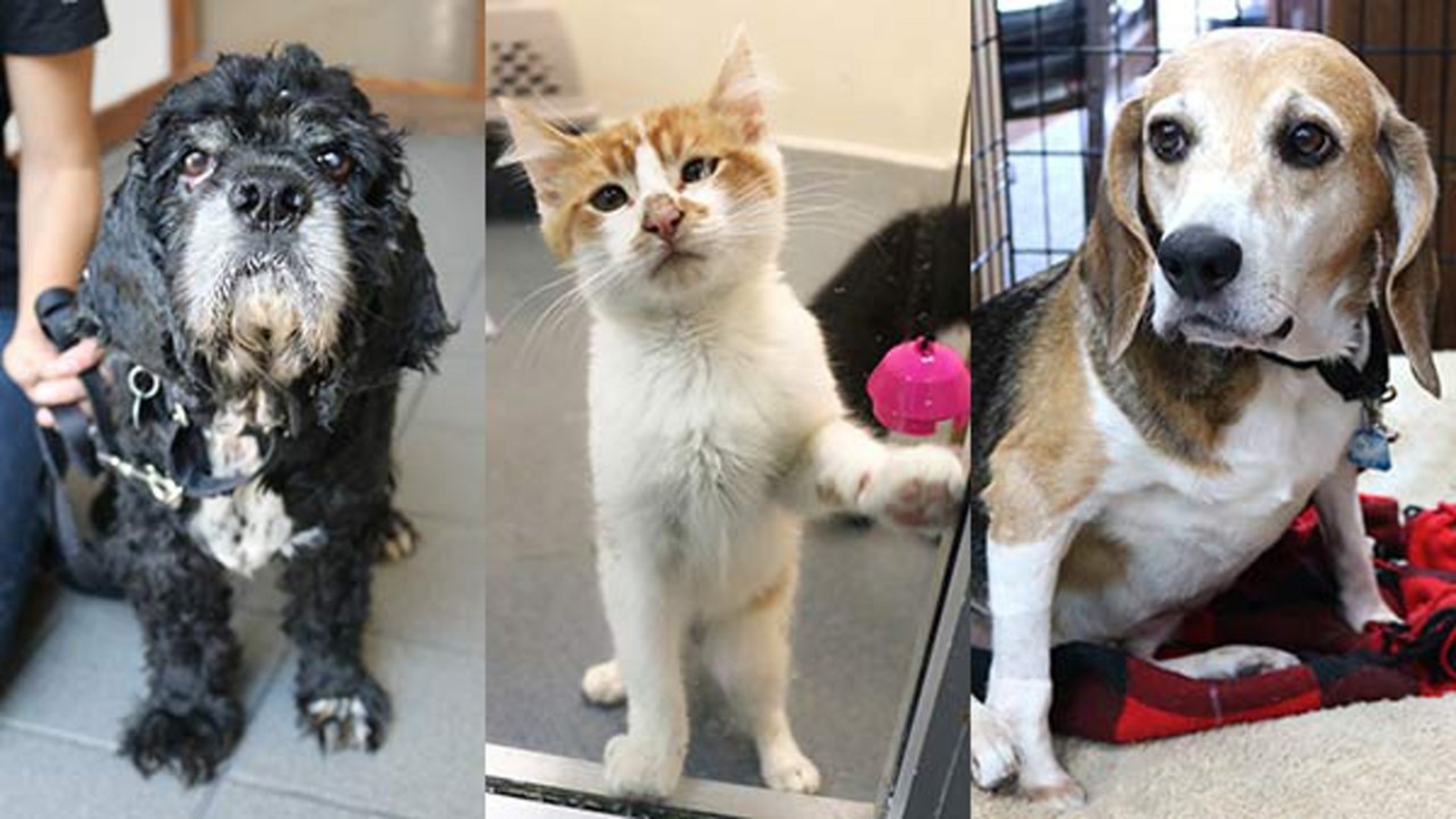 PAWS Chicago in 'urgent need' of foster families for cats, dogs ABC7