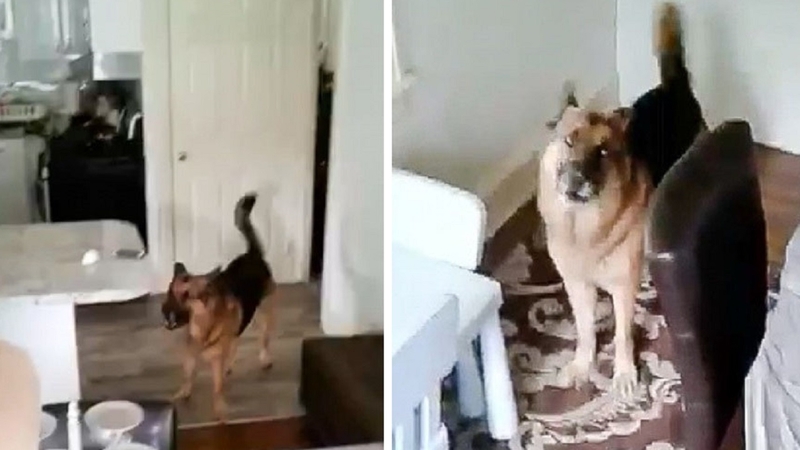 Exclusive Children Traumatized After Dog Enters Long Island Home