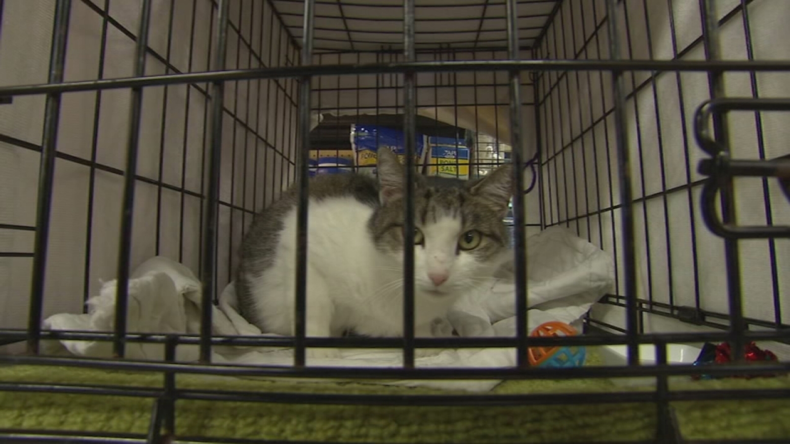 Shelter Me Brenda's Cat Rescue 6abc Philadelphia