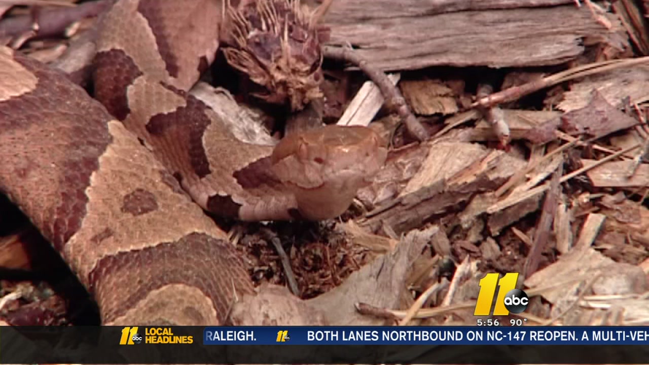 Woman says she found copperhead in Raleigh apartment