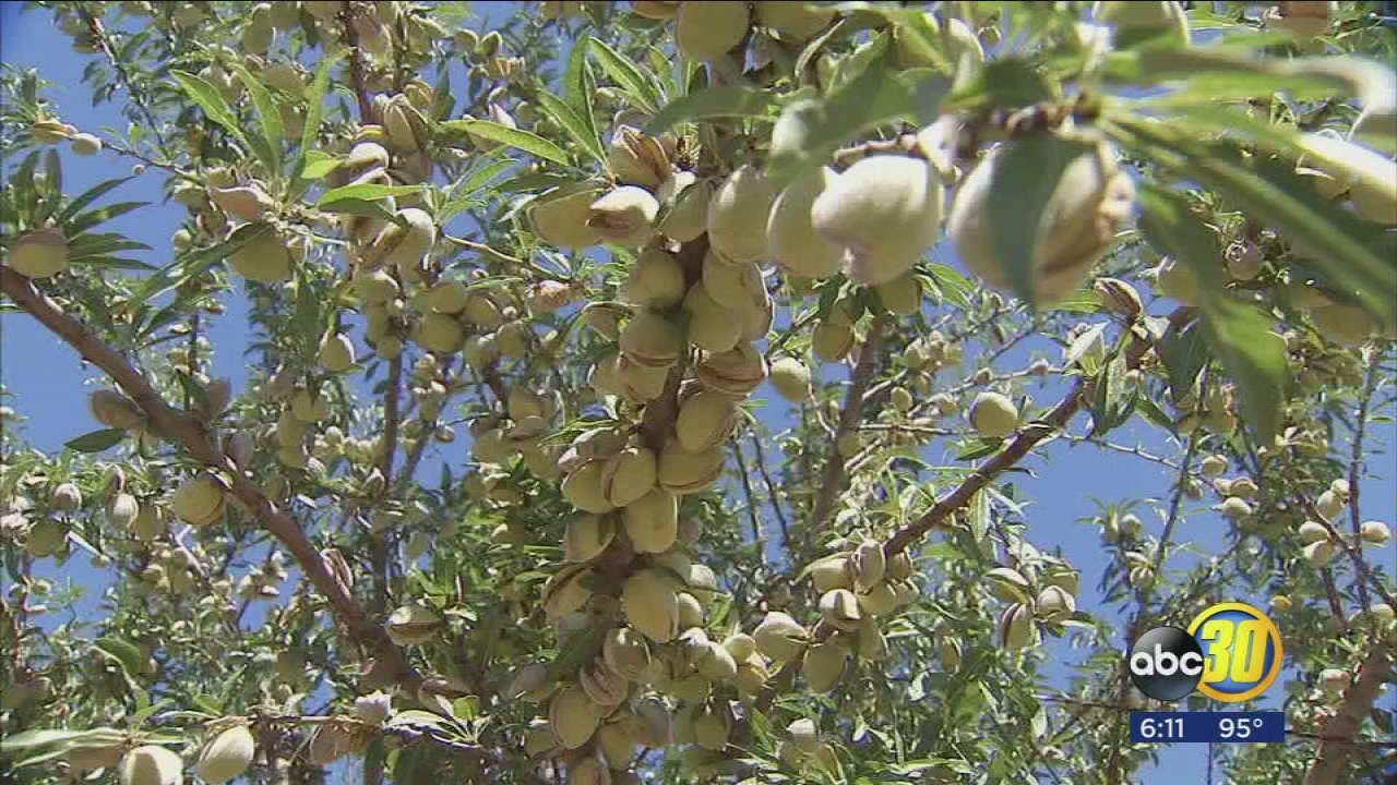 Tail end of drought still impacting Fresno County Ag Report