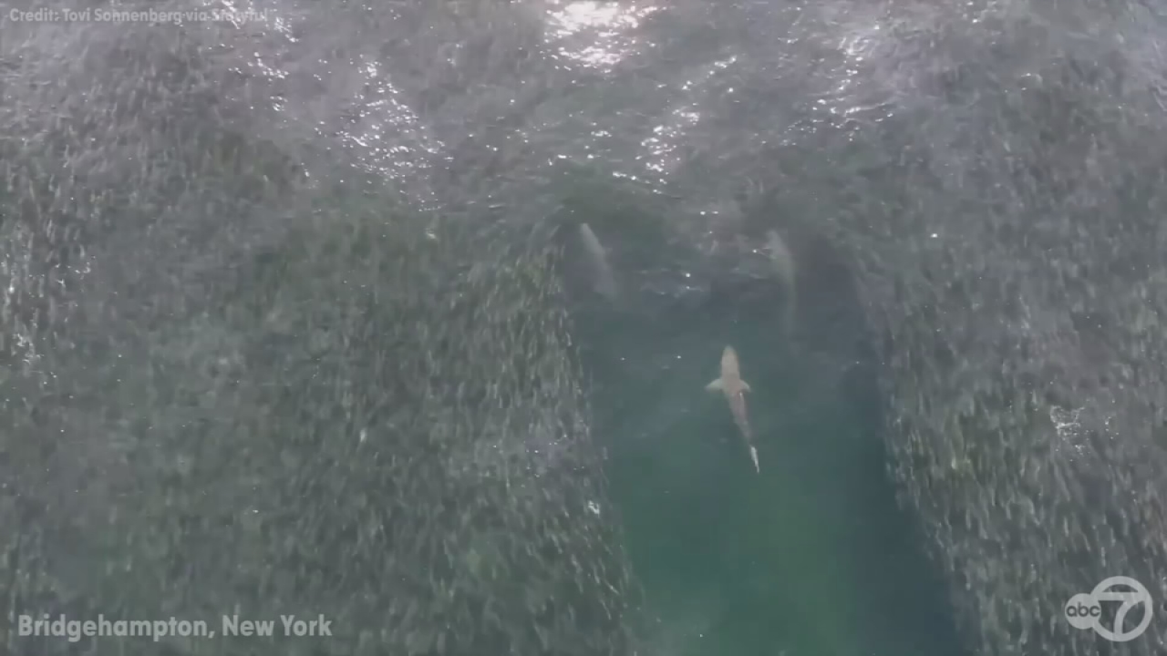 Video shows sharks teach schools of fish a lesson off Long Island coast