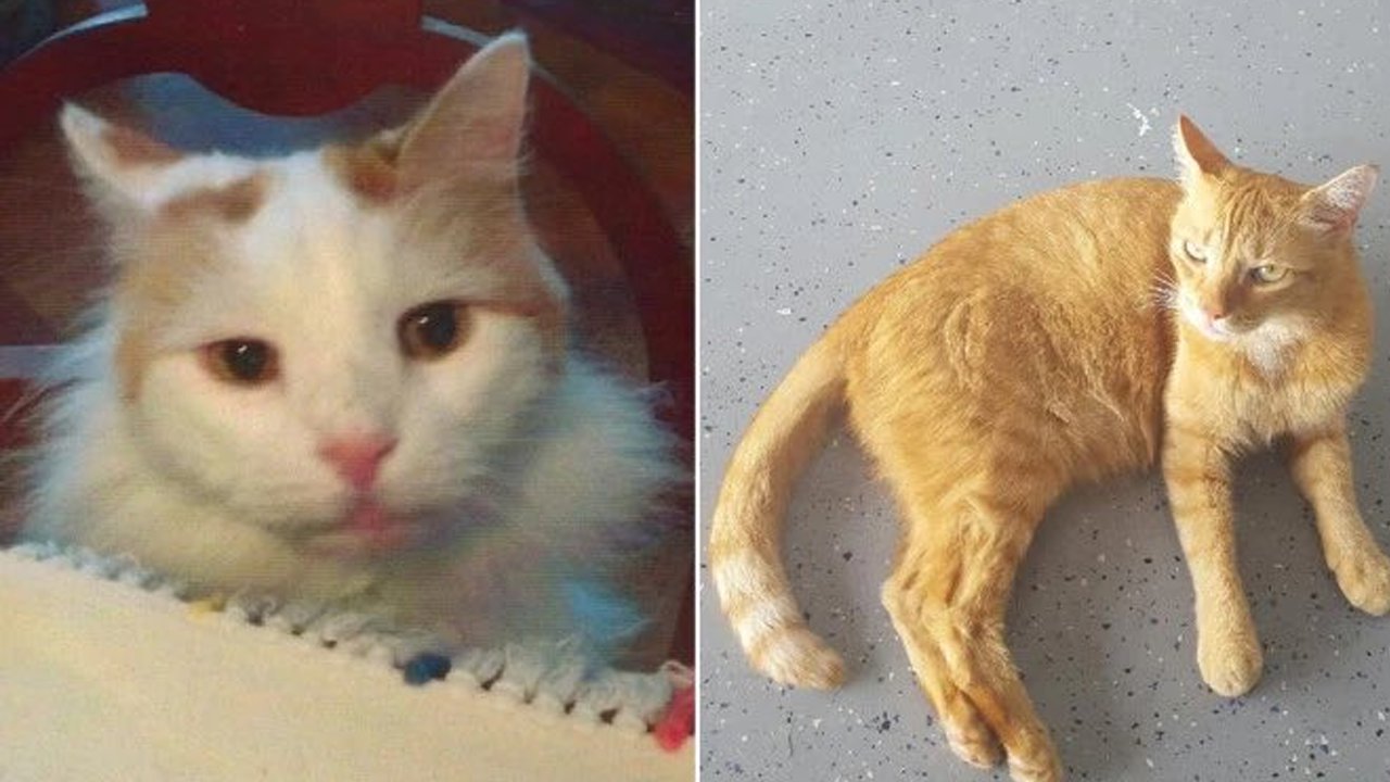 2 cats inherit $300K from late owner in the Bronx