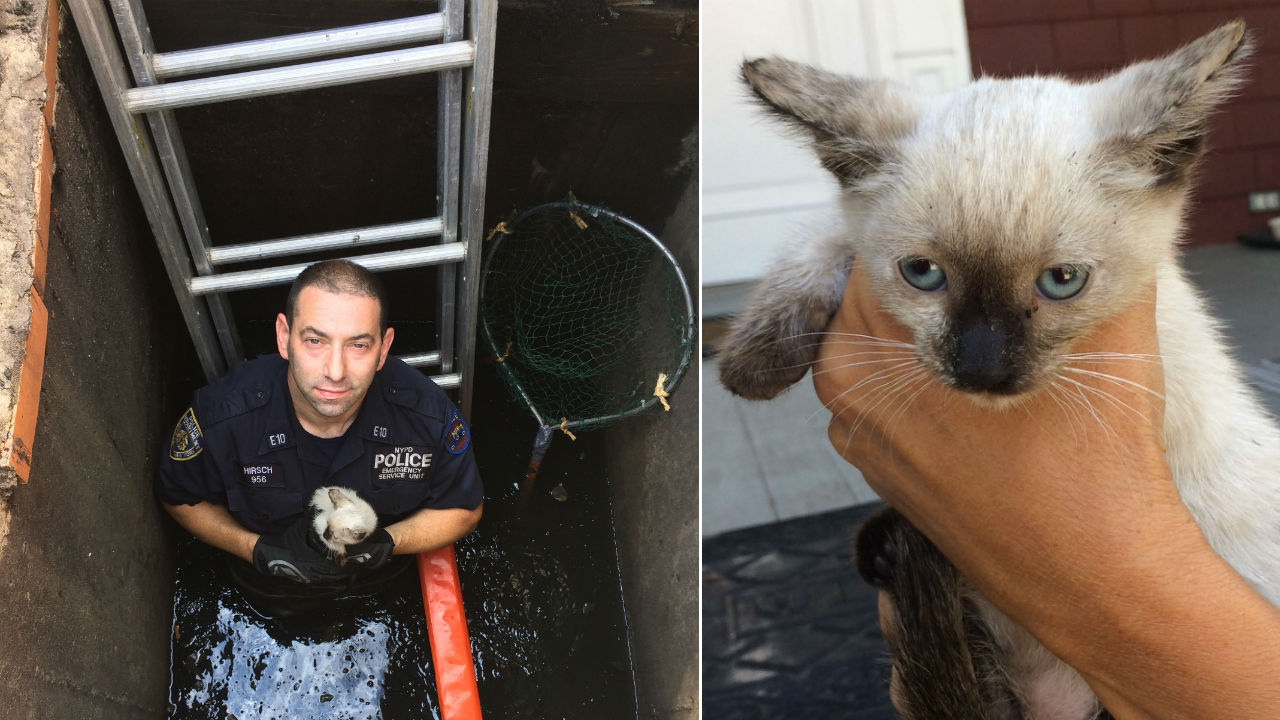 NYPD officer saves kitten from Queens sewer