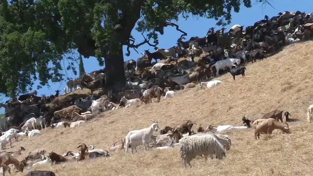 Goats help expose century-old scenic garden walks in SF