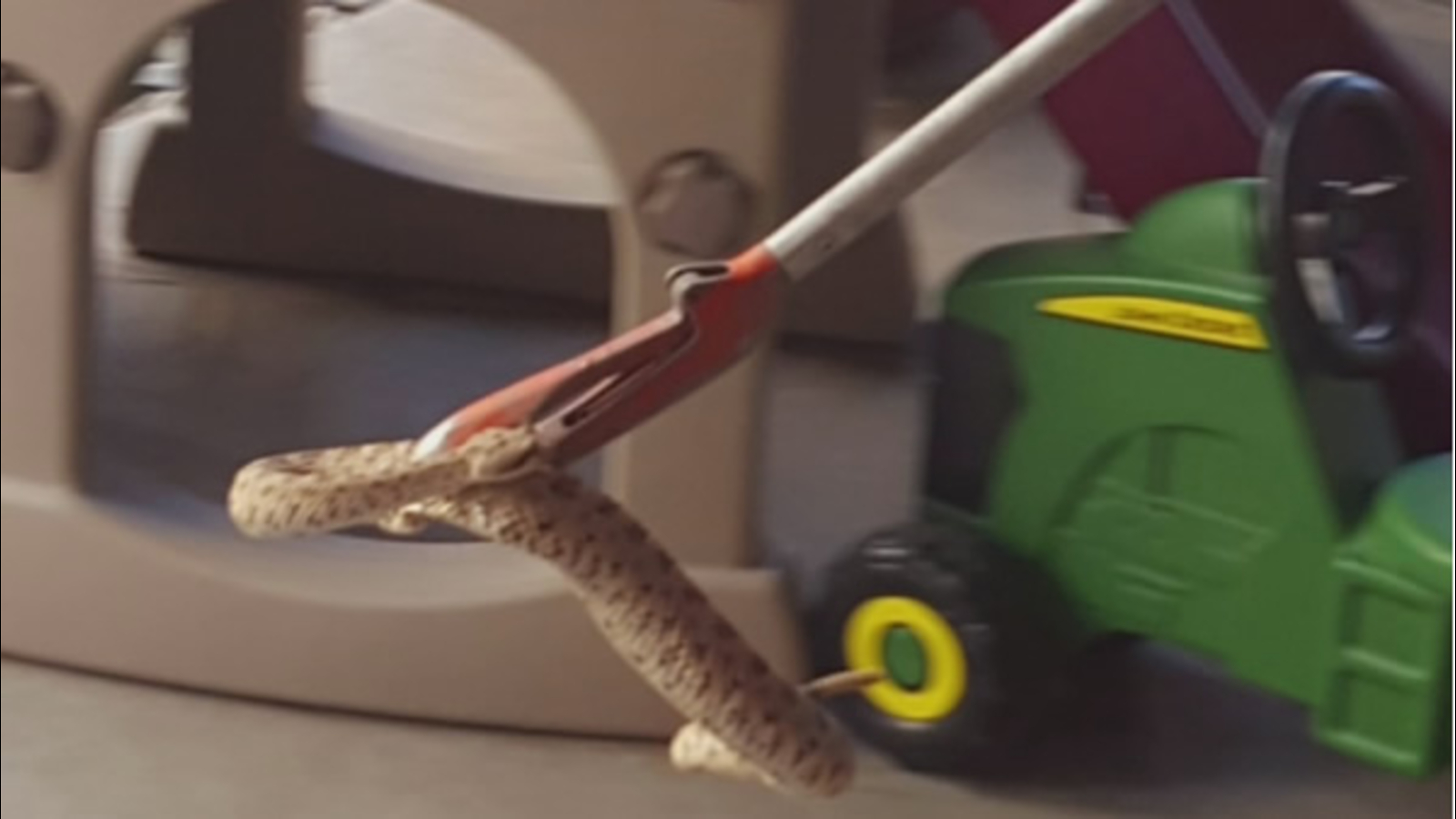 Mom finds 18 baby rattlesnakes in children's playhouse ABC7 San Francisco