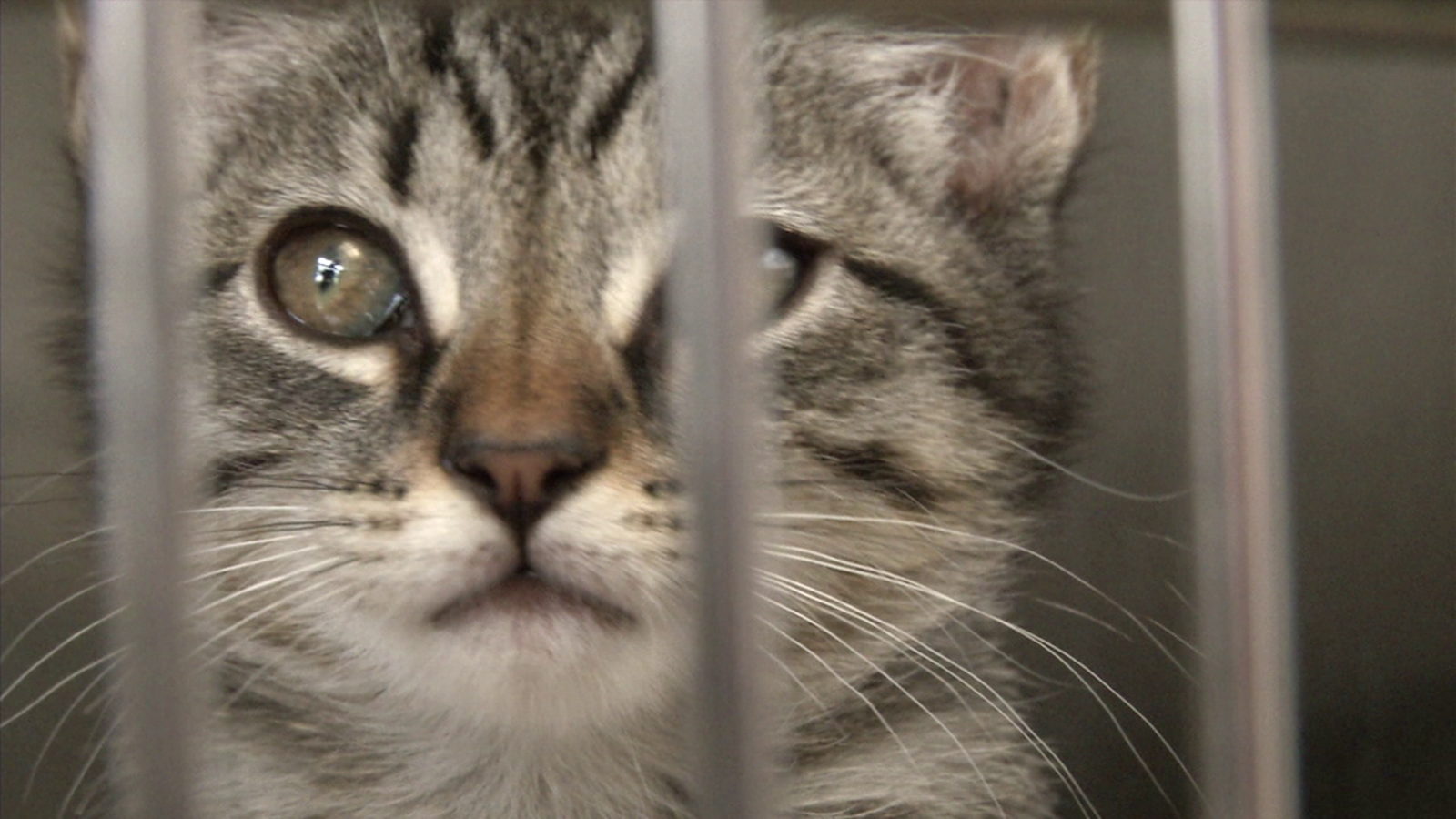 "Kittengarten" in Pasadena will save 1,000 kittens every year ABC7