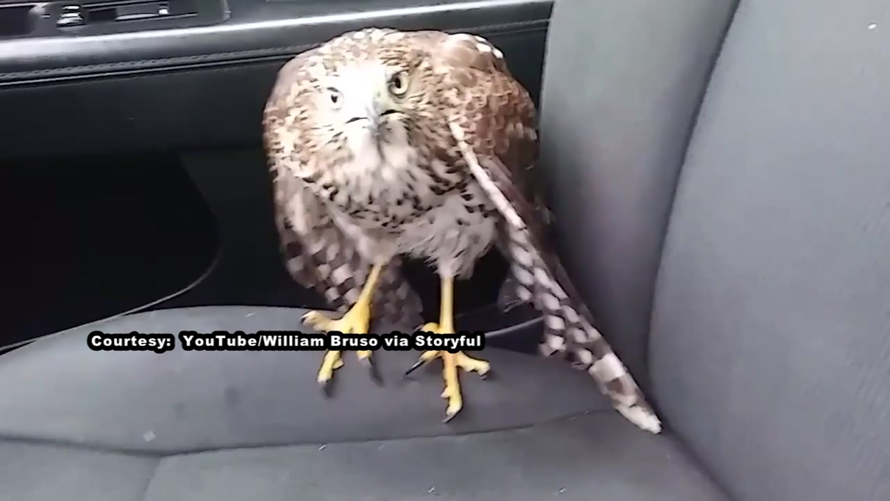 Hawk takes shelter in taxi ahead of Hurricane Harvey