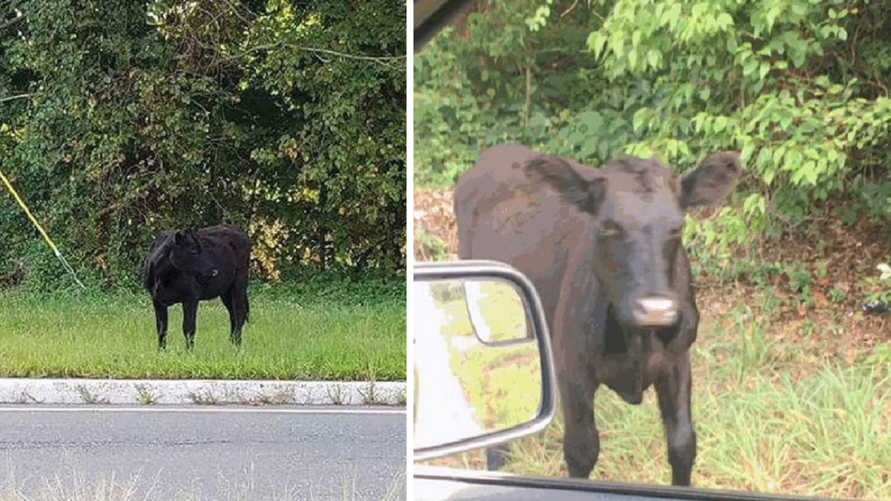 Police, civilians with lassos capture bull on New Jersey highway