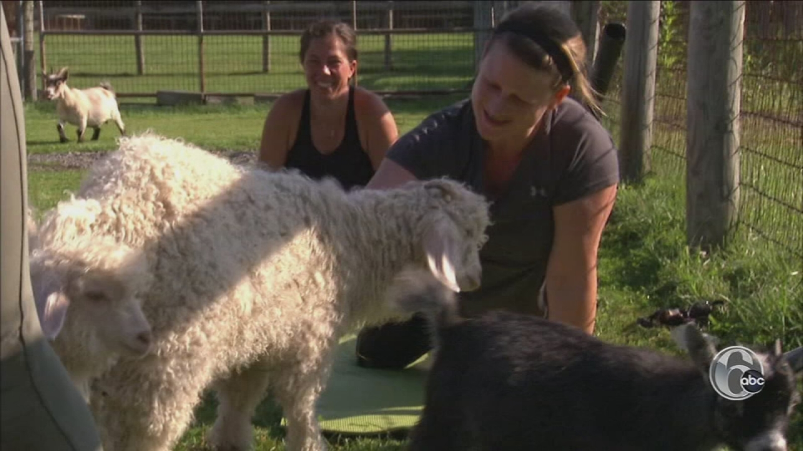 FYI Philly Goat yoga has arrived and it's here to namaste 6abc