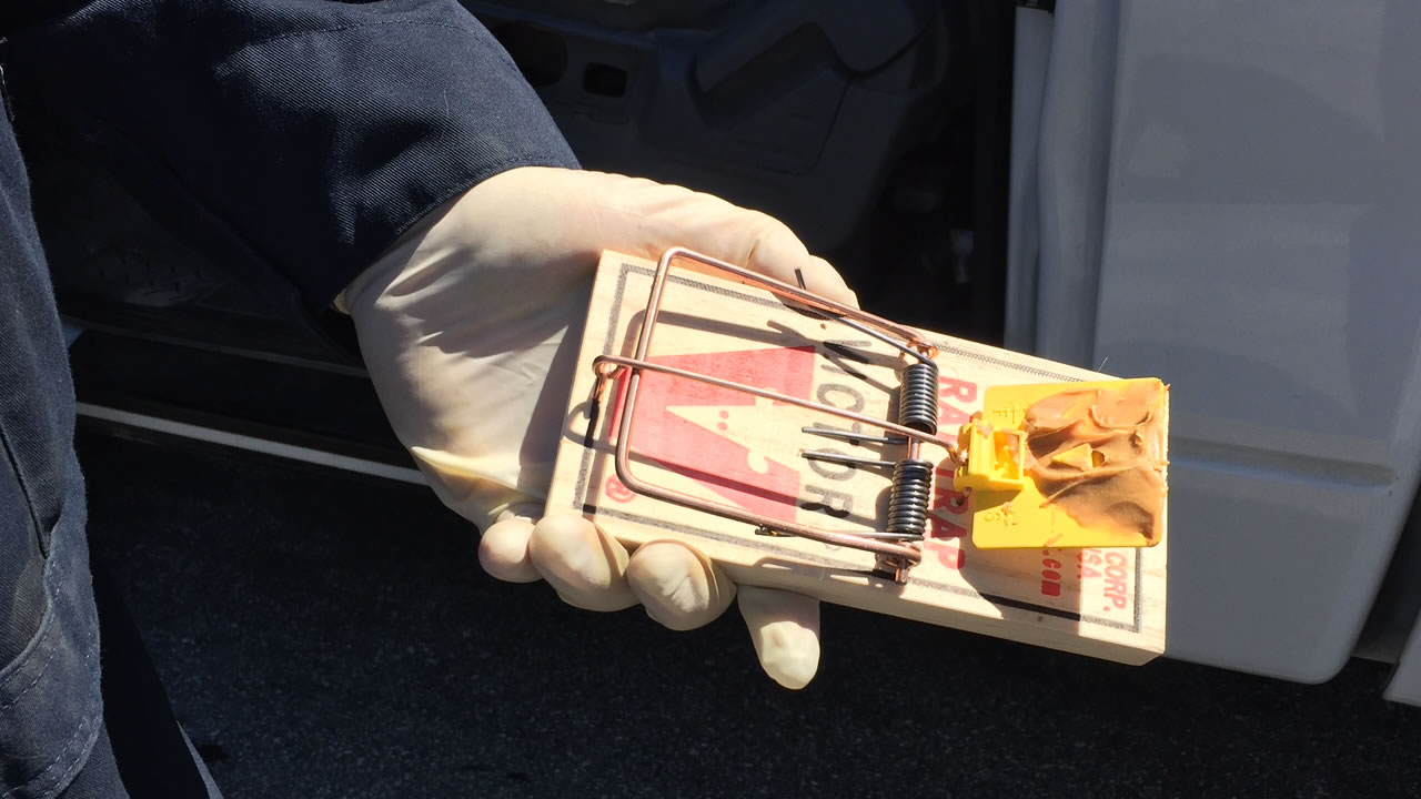 Booming rat population keeps Bay Area techs busy