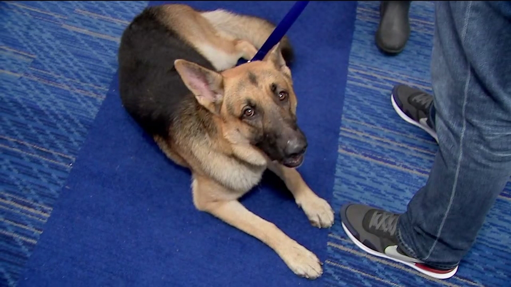 Dog found alone on bus at Harvey shelter finds refuge foster owners