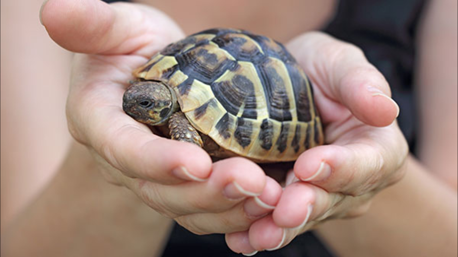 Pet turtles linked to salmonella outbreak in Pennsylvania and New