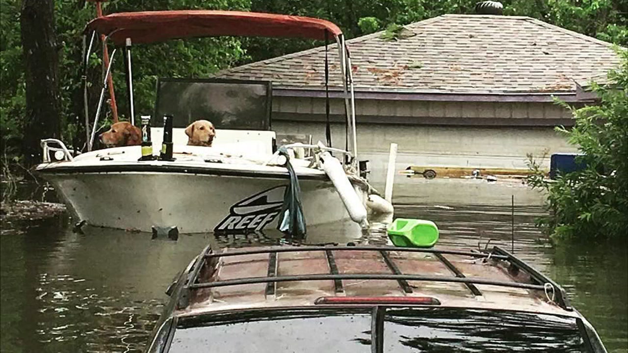 Photo reveals 2 dogs left behind during Hurricane Harvey