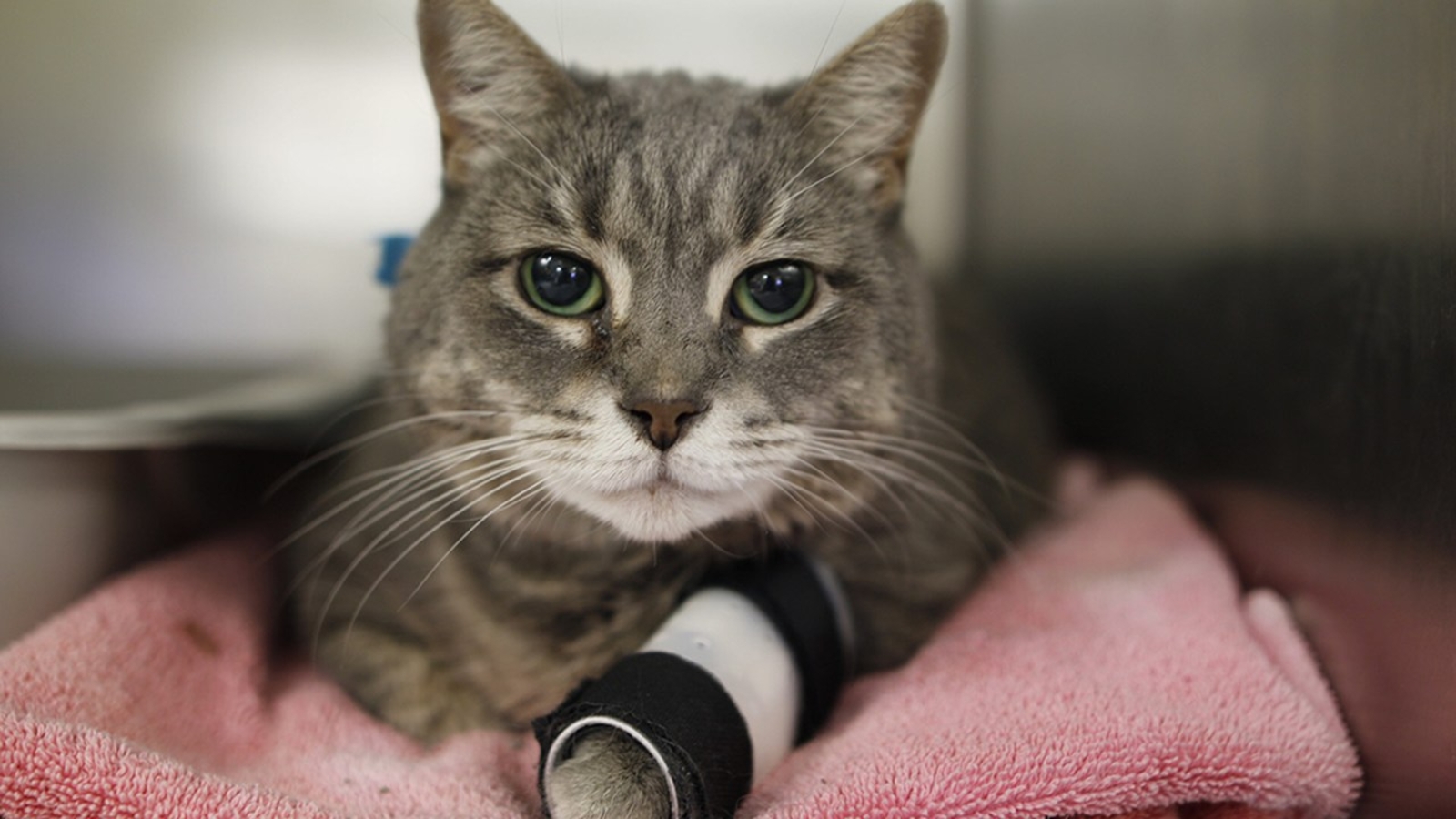 Cat rescued from Bay Ridge, Brooklyn fire released from veterinarian