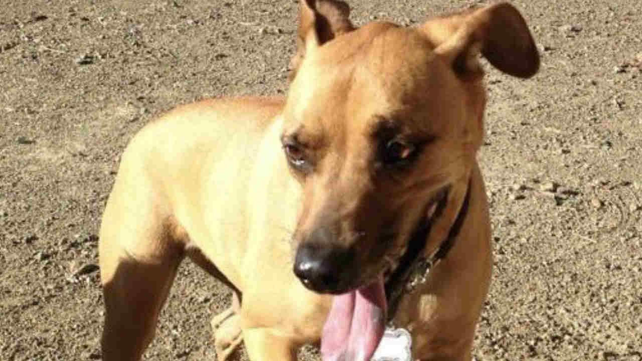 EXCLUSIVE: Dog mauled to death in San Jose backyard