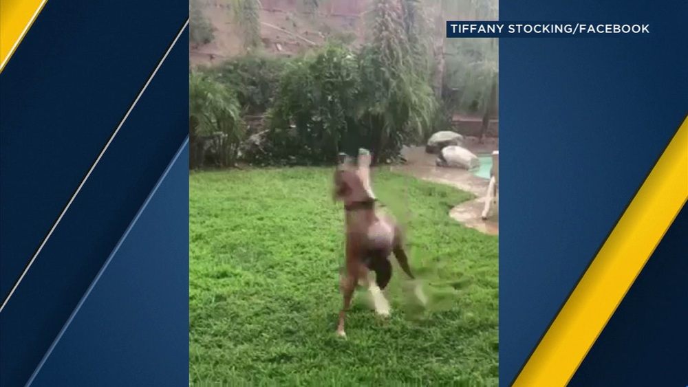 Dog delights in catching backyard raindrops in Corona