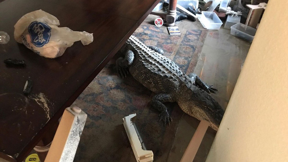 Big gator found in home near Lake Houston