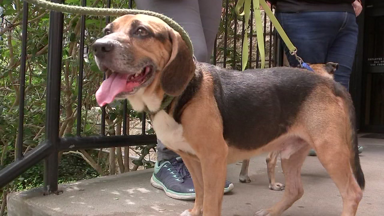 Houston SPCA rescuing pets left behind by evacuees