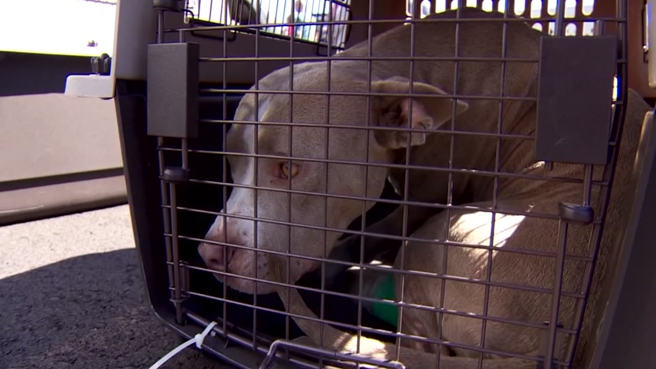 Houston SPCA rescuing pets left behind by evacuees