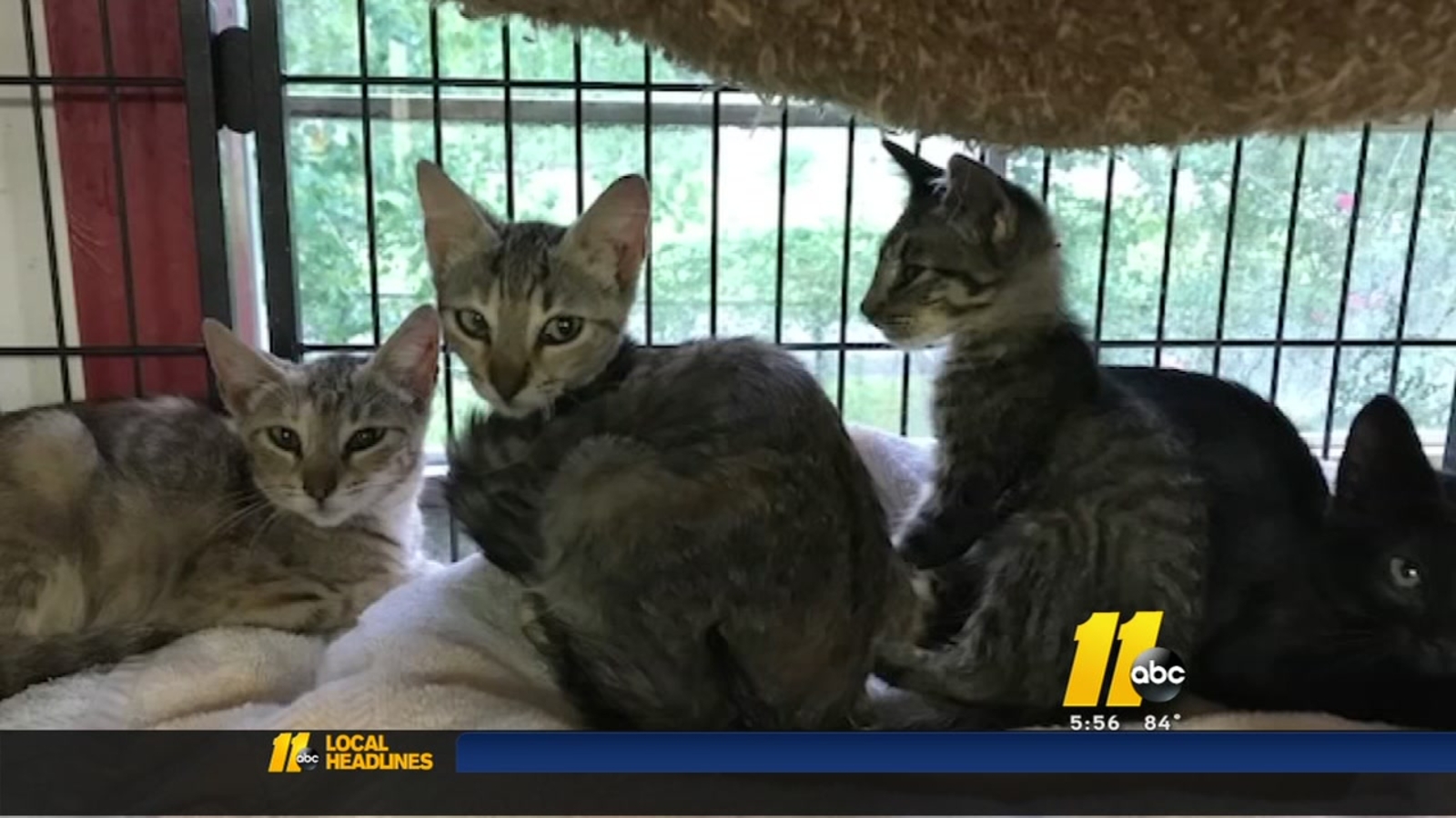 Local animal rescue group sending help to Texas ABC11 RaleighDurham