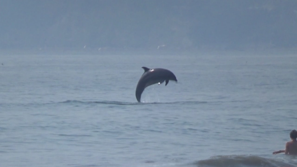 Dolphins spotted swimming, jumping at Stinson Beach