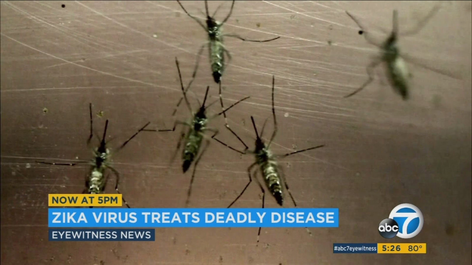 Zika virus could kill brain cancer cells, study finds ABC7 Los Angeles