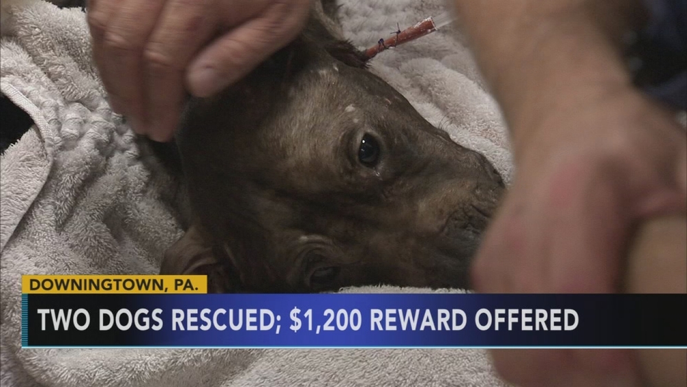 Reward offered after 2 emaciated dogs found in Upper Darby