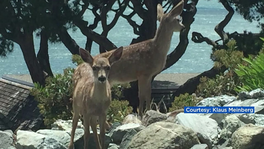 Tiburon man arrested for shooting fawn, doe in his yard 