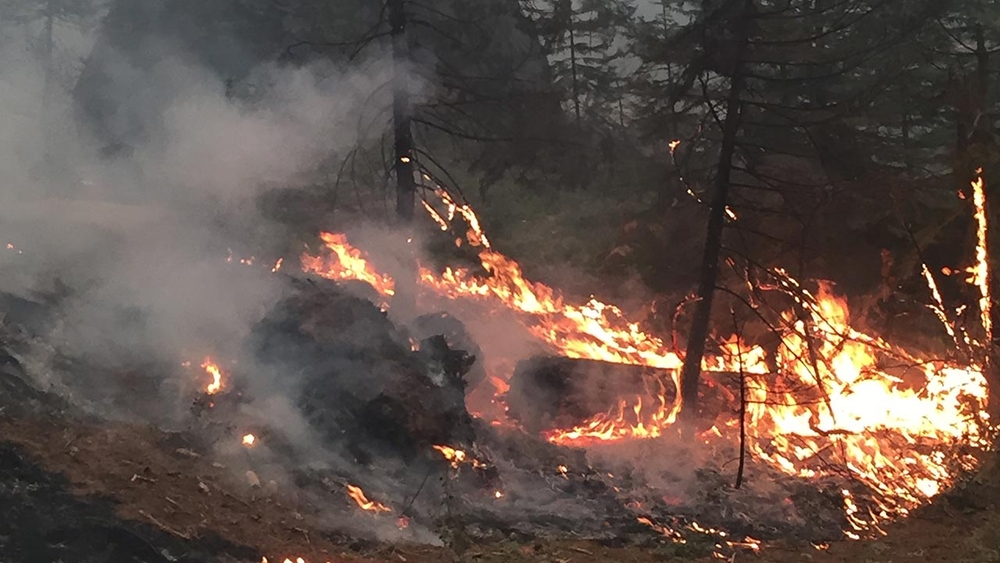 PHOTOS: Railroad Fire chars Giant Sequoias near Yosemite