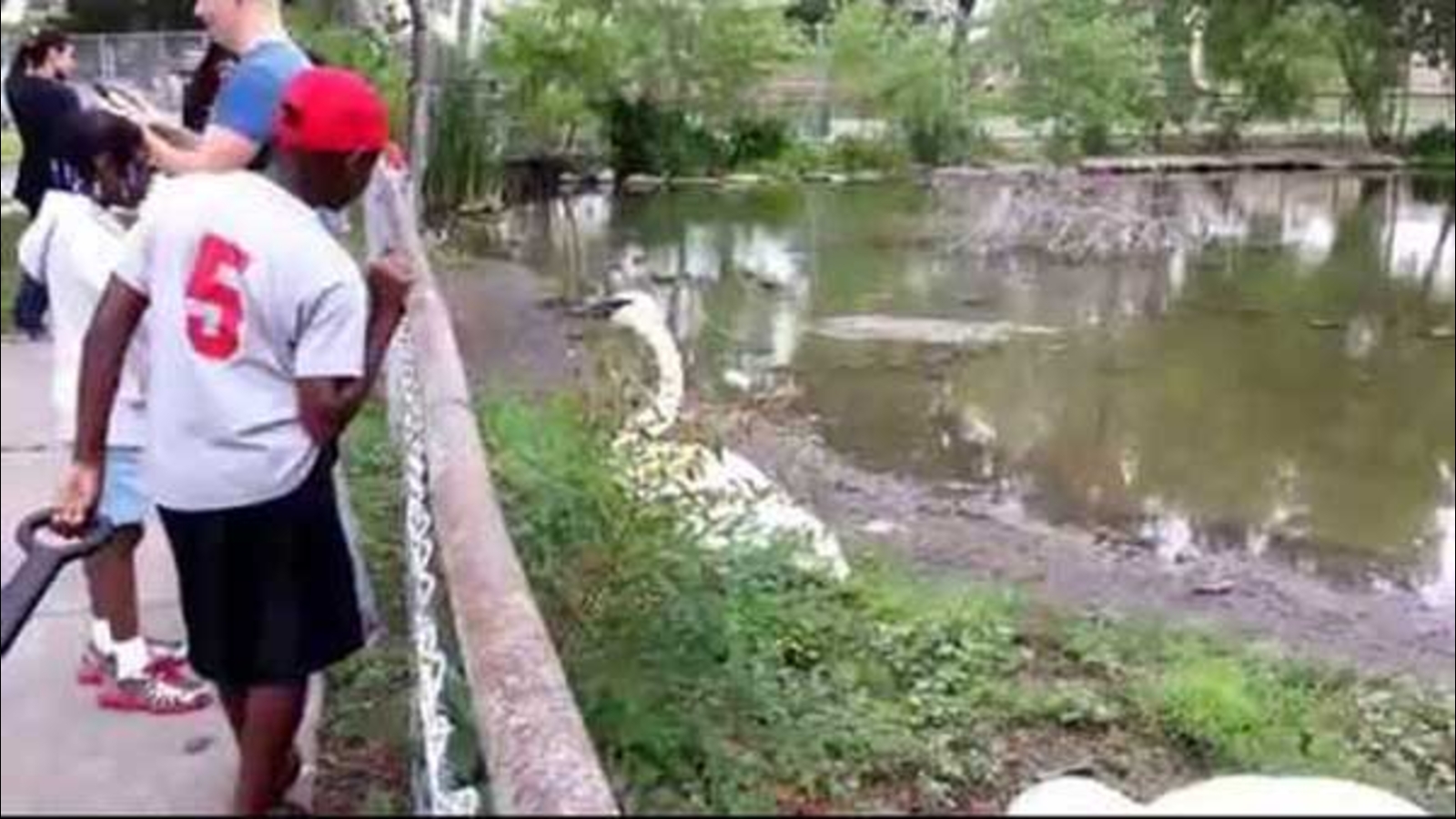 VIRAL VIDEO Swan bites man taking selfie to prove swans are gentle