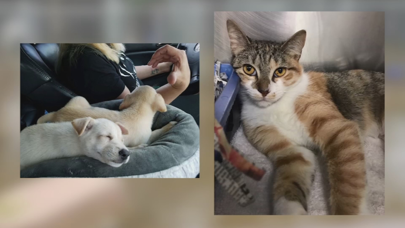 Shelter Me Providence Animal Center 6abc Philadelphia