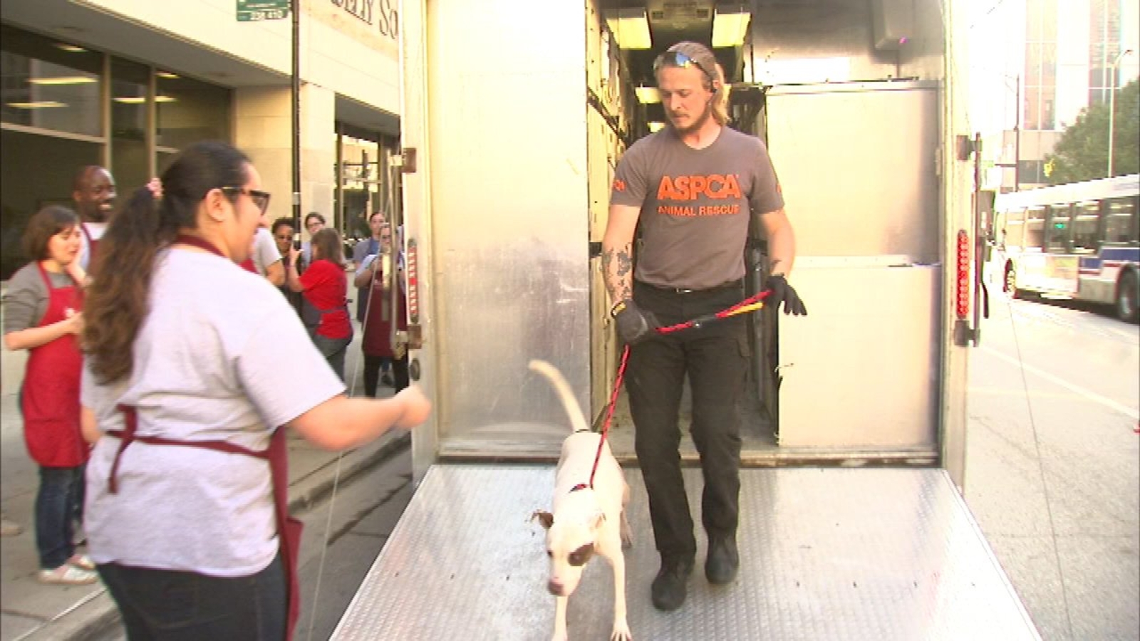 Over 30 dogs, cats arrive from Florida shelters to Chicago - ABC7 Chicago
