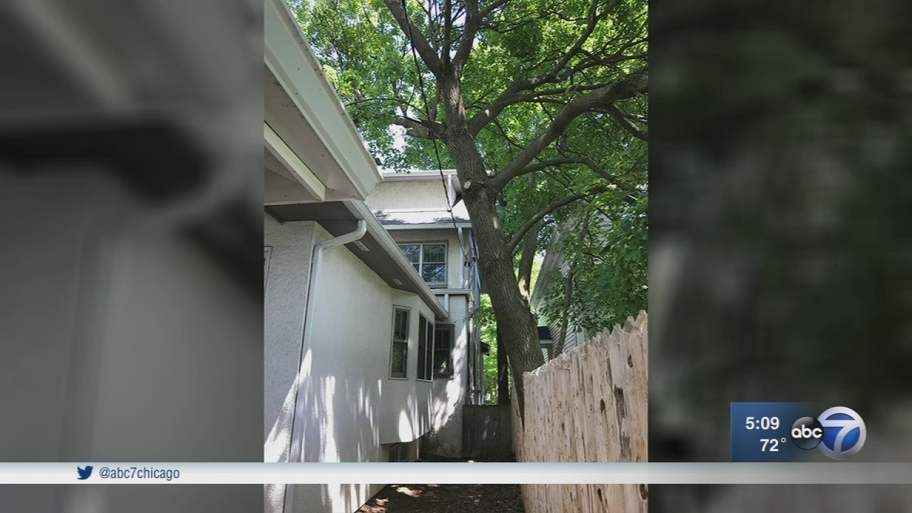 Tree cut down after Highland Park neighbor dispute