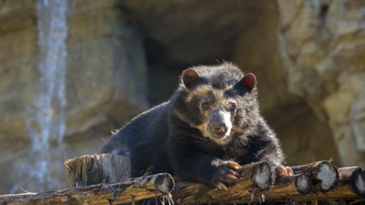 Patty, a 31 year old bear at the Houston Zoo, died