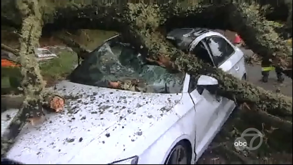 Driver rescued after two cars crushed by falling tree in San Francisco