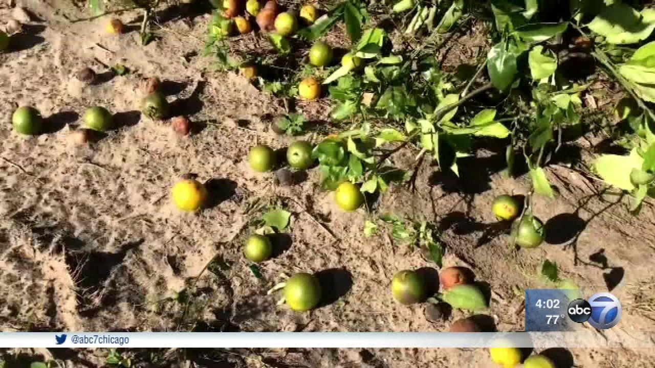 Irma devastates Florida orange crop, harms other produce
