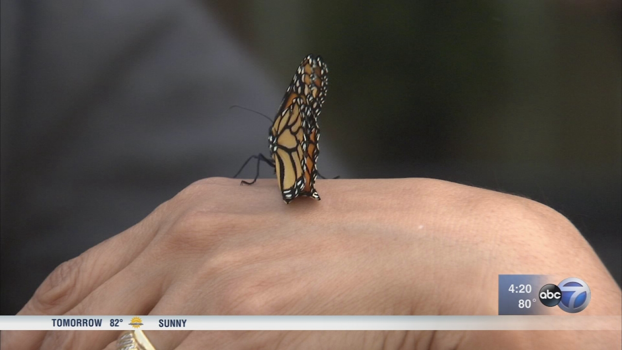 Chicago non-profit uses monarch butterfly migration as teaching moment for kids