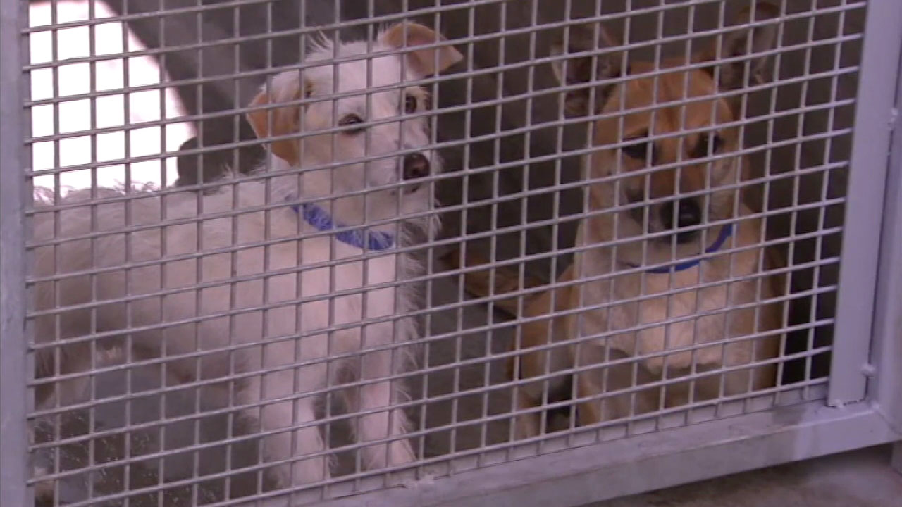 LA reaches 'no-kill' goal for dogs in shelters