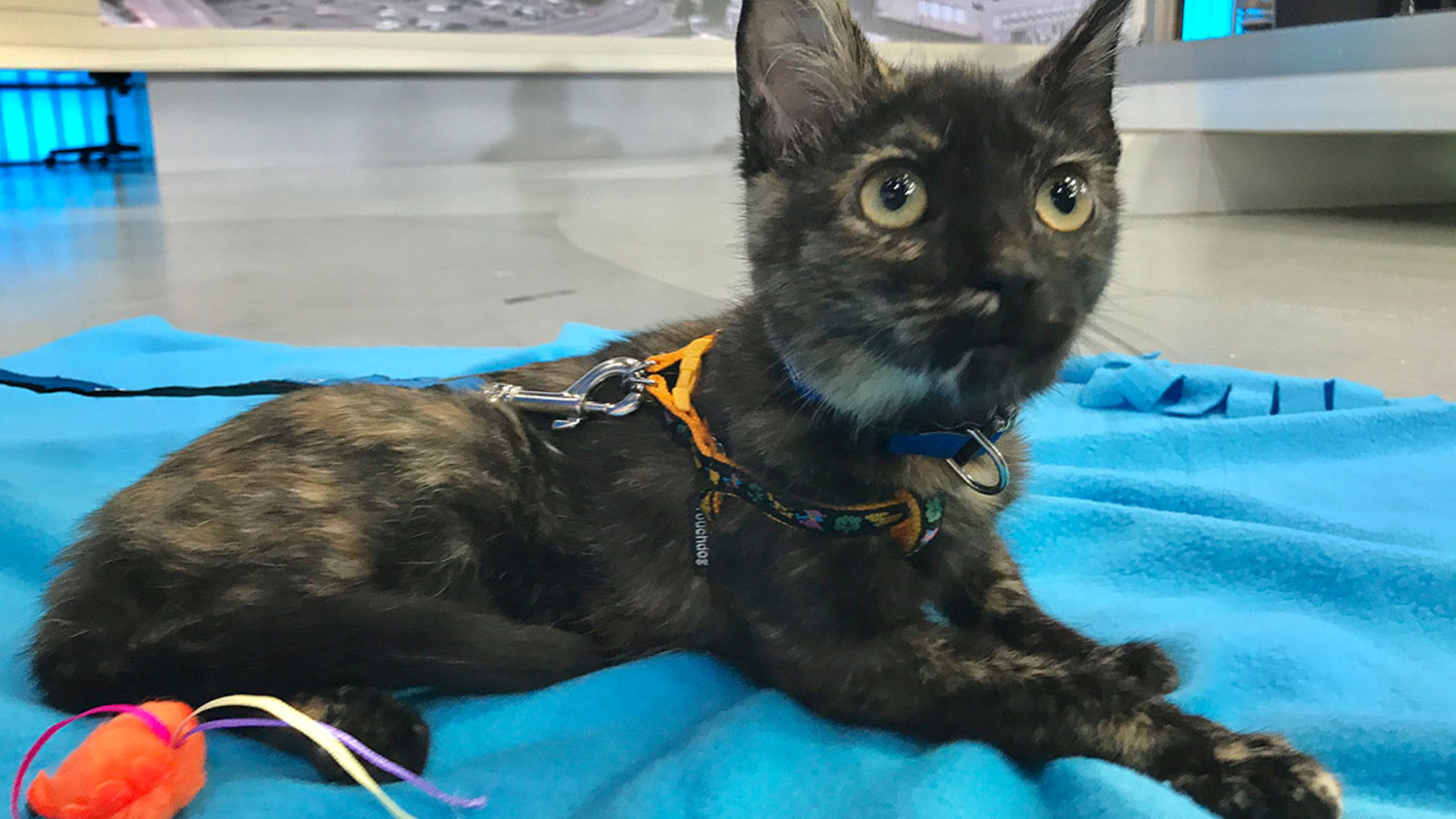 Pet of the Week: Torti kitten named Twinkle - ABC7 Los Angeles