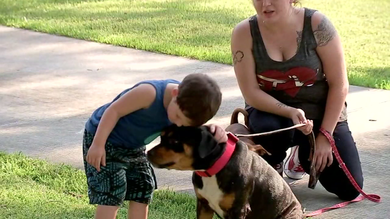 Family struggling to reunite with dogs after Harvey